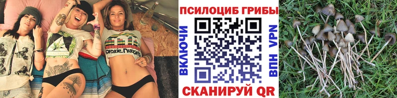 Псилоцибиновые грибы мицелий  Сурск 